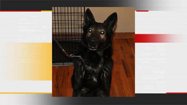 Moore Police: K-9 Found Dead May Have Been Hit By Car