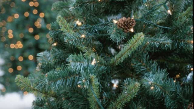 Oklahoma-Grown Christmas Trees Available