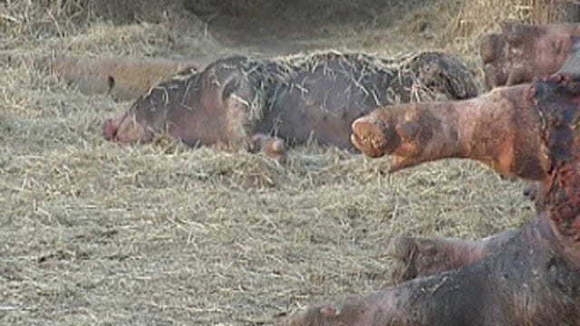 Cleveland County Homeowners Say Neighbor's Dogs Killed Their Livestock