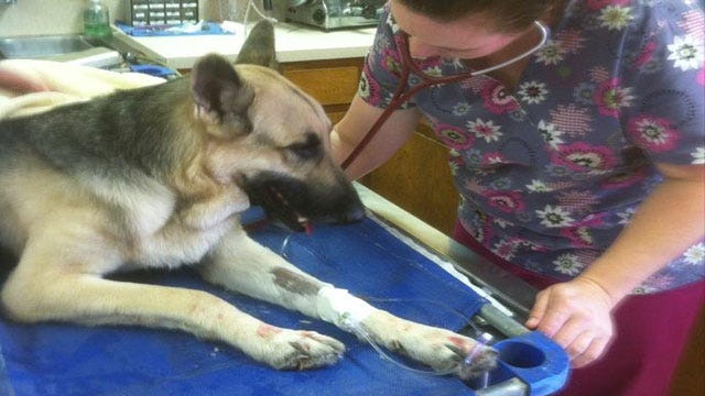 Dog Thrown Off OKC Bridge Going To New Home