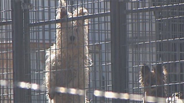 Enforcement Of Pet Breeder Law Requires Dogged Determination