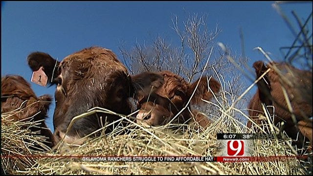 Oklahoma Ranchers Find Hay Hard To Find And Expensive