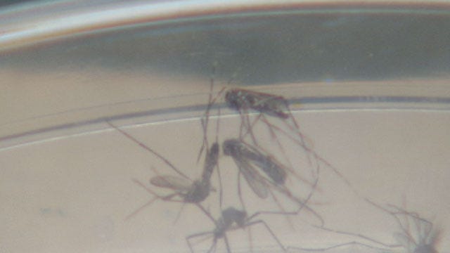 Oklahoma Health Department Warns Of Rise In West Nile Cases