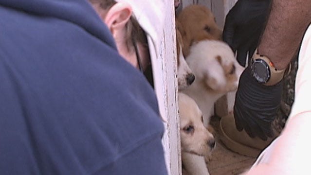 Dogs Saved From McClain County Puppy Mill Up For Adoption At Humane Society