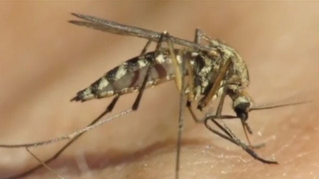 Mosquitoes In Oklahoma Test Positive For West Nile Virus