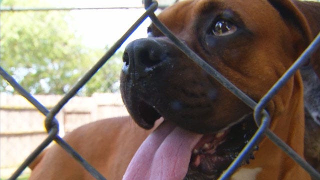 Shawnee To Amend Vicious Dog Laws After Attack