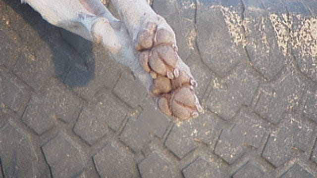 Dead Dog Left Decomposing Near OKC School For Days