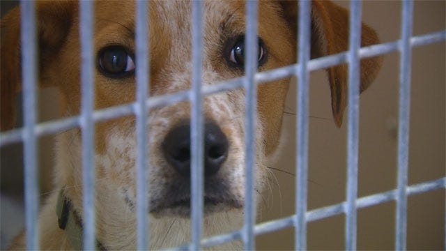 OKC Dog Owner Could Be Charged After Nearly-Dead Pets Found