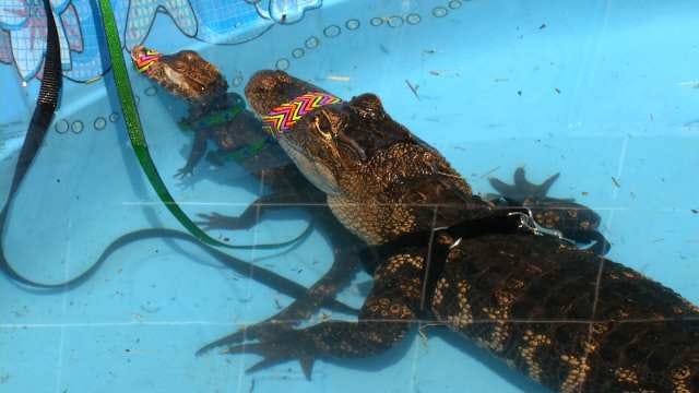 Broken Arrow Safari Sanctuary Charging For Pool Parties With Alligators