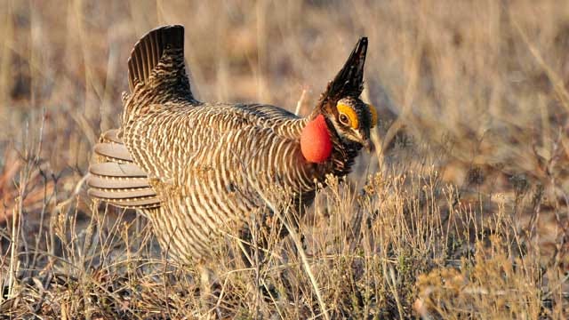 OK Governor Responds To Prairie Chicken Listed As Threatened