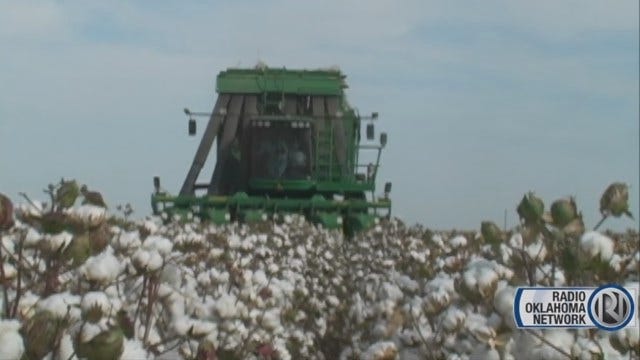 Cotton Harvest Under Way In Southwest Oklahoma