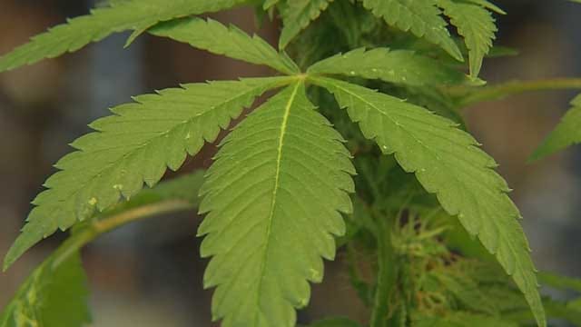 Oklahoma Families Move To Colorado To Get Medical Marijuana For Their Children