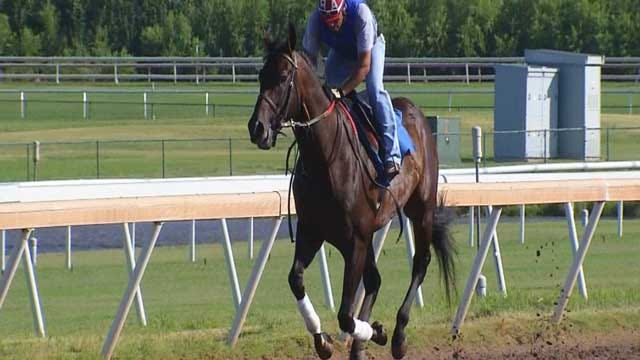 Moore Tornado Horse Survivor Wins At Remington Park