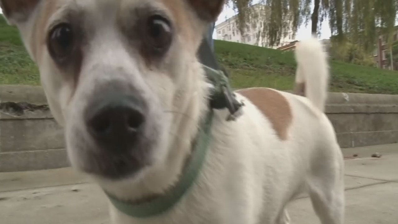Vets: Topical Treatment May Not Kill 'Mutating Fleas'