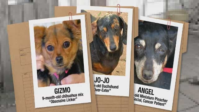 Oklahoma Pets Could Cause Problems For Owners, Insurance