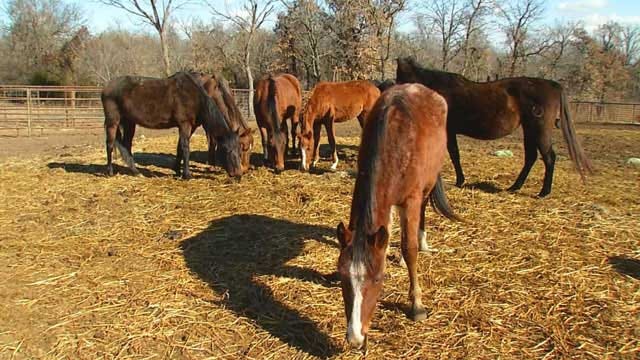 Blaze's Tribute Equine Rescue Takes Care Of Abandoned Horses