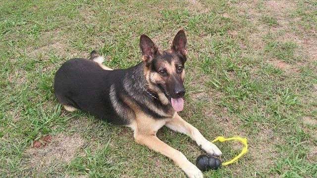 Beloved OK K-9 Put Down Due To Health Concerns, Given Touching Tribute
