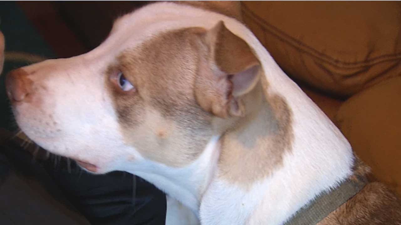 Dispute Between Neighbors Ends With Dog Shot In Choctaw