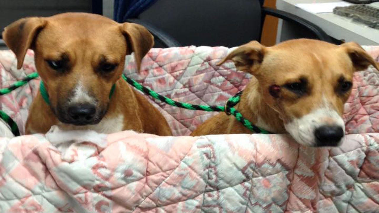 Two OKC Dogs Recovering From Gunshot Wounds, Looking For Forever Home