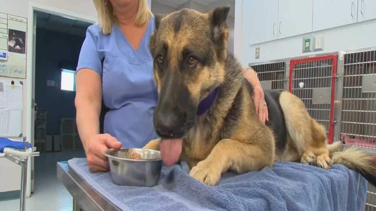 Blood Donor Dogs Help Save Other Dogs’ Lives