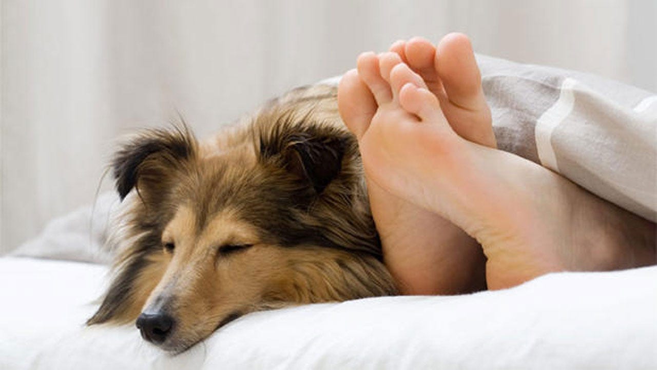 Women Sleep Better With Dogs By Their Side Instead Of Human Partners, Study Shows