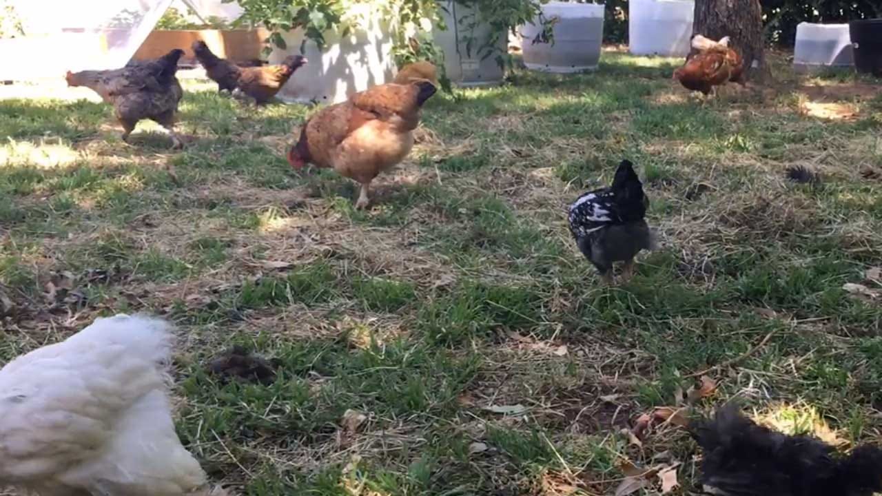 Edmond Woman Wants To Break Misconceptions Of Having Backyard Chickens