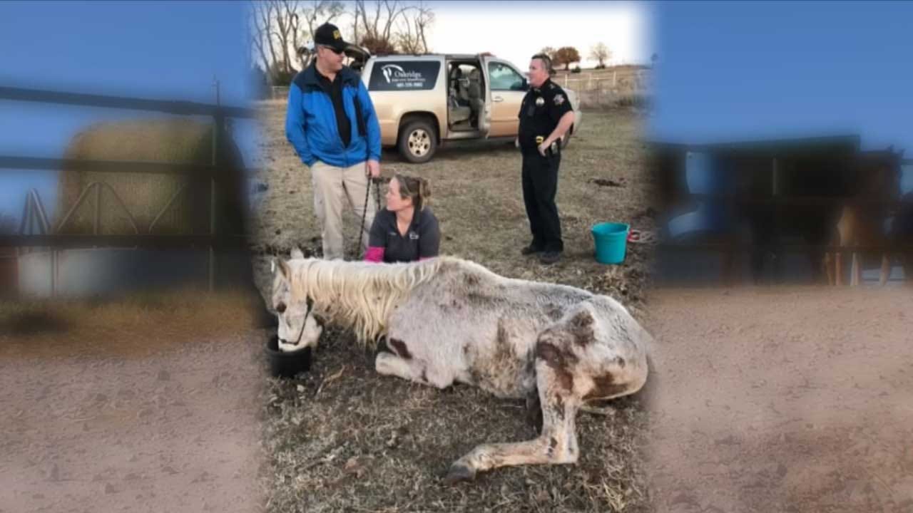 Horses Seized After One Found Near Death In Logan Co.