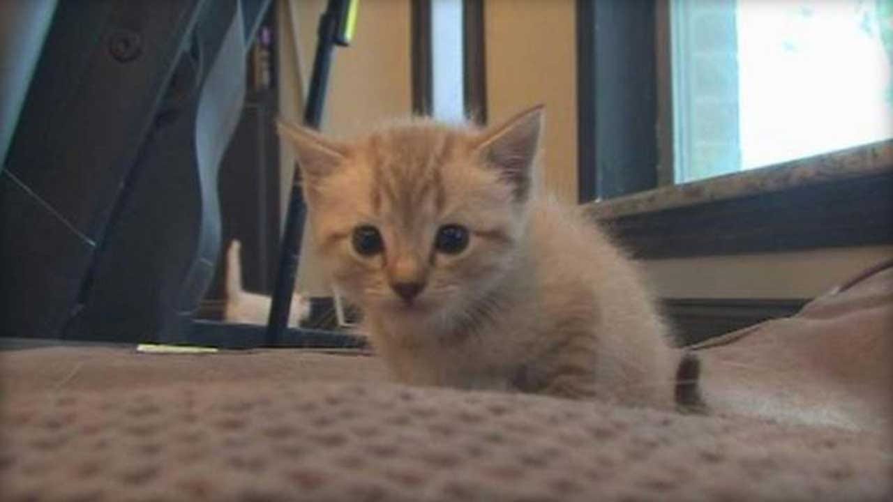 Oklahoma Kids Save Kitten From Drowning