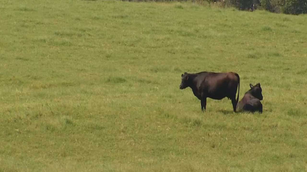 OKC City Council Opposes Right To Farm Measure