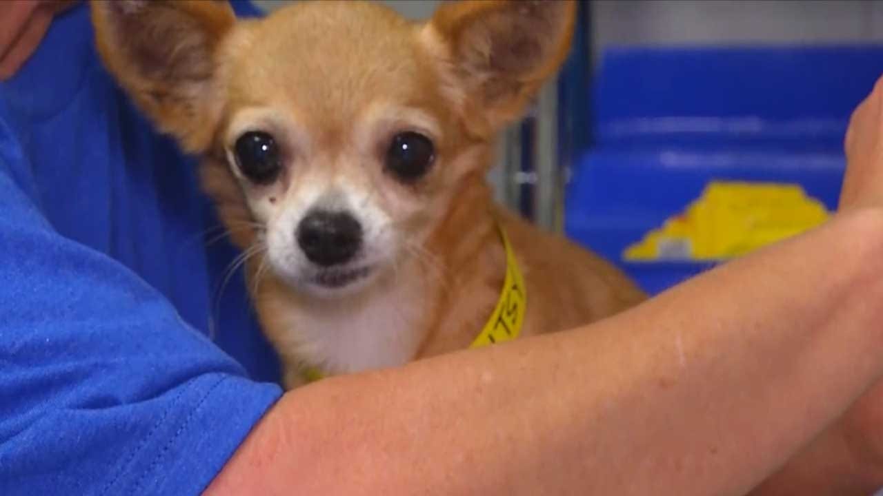 Central OK Humane Society Helps Houston Animal Shelter