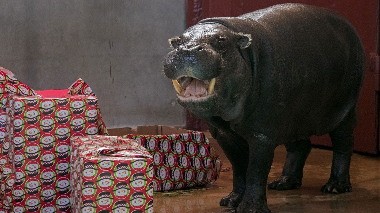 OKC Zoo Hippopotamus For Christmas