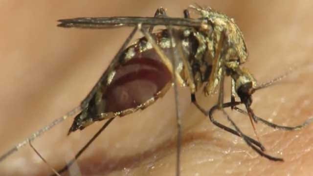 Local Health Officials Say Mosquito Season Starting Early This Year