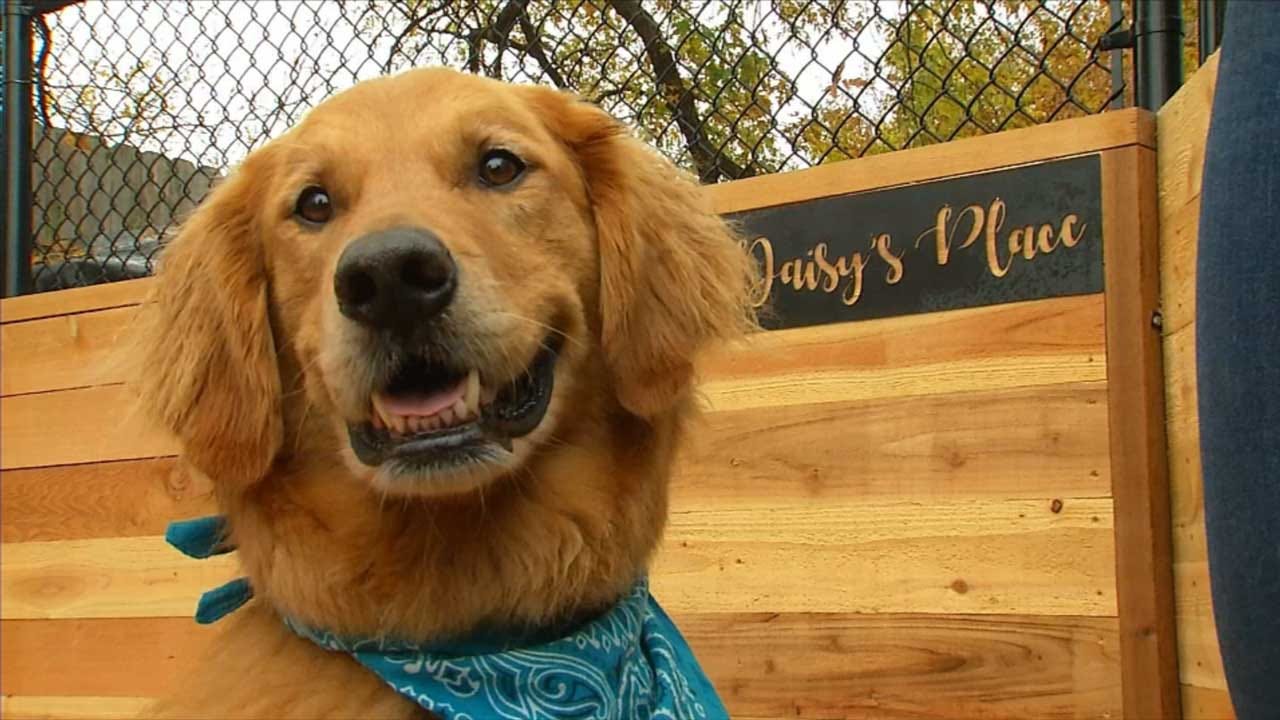 Animal Shelter For Victims Of Domestic Abuse Opens In Norman