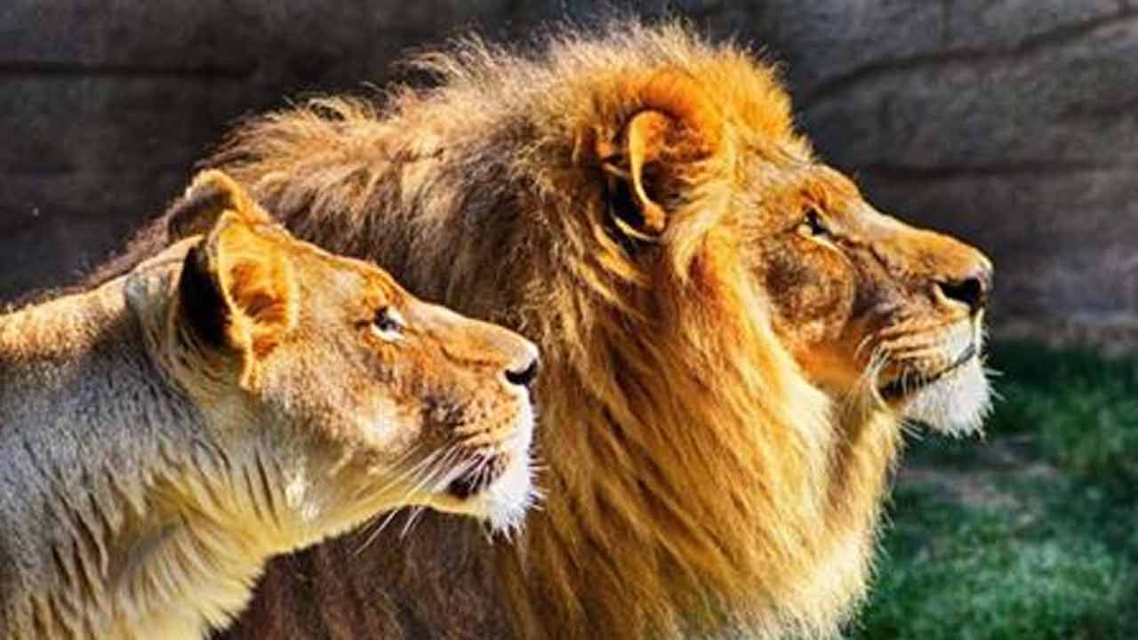 Tulsa Zoo Lion, Born In OKC, Diagnosed With Kidney Disease