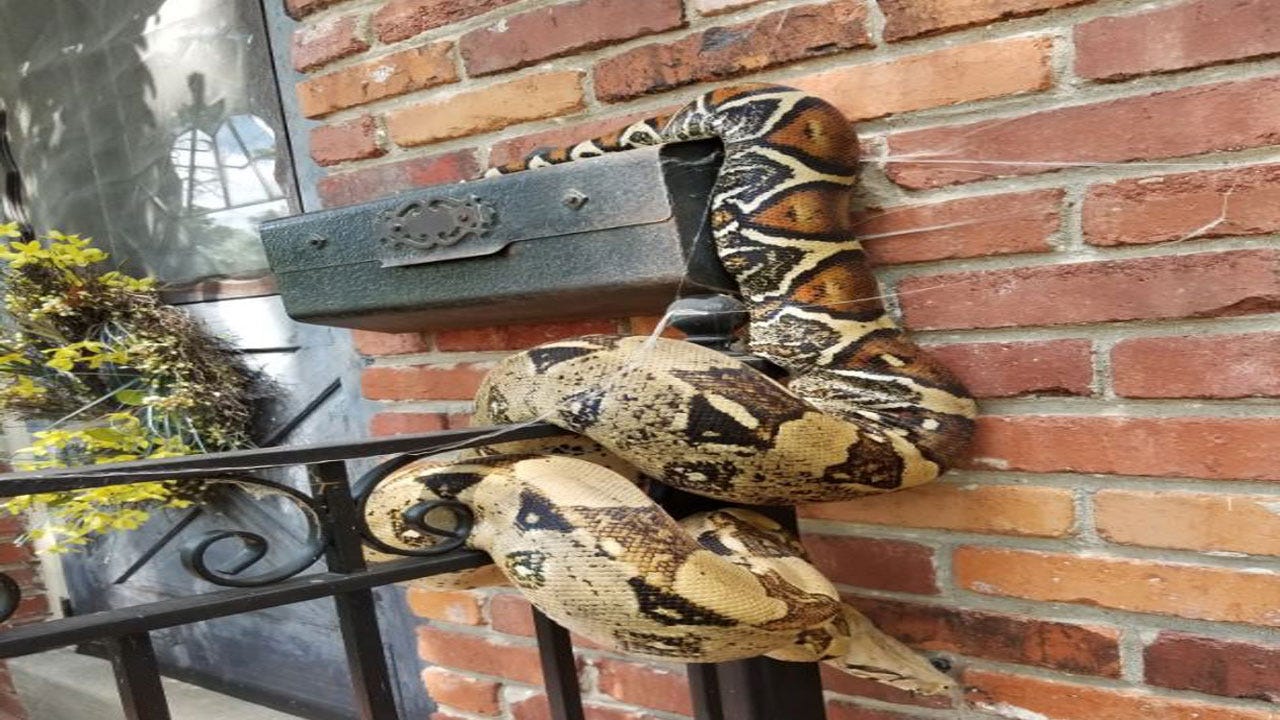 Mailman Finds Large Snake On Residential Mailbox