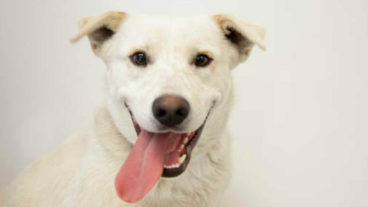 Dogs Can Feel Their Owner's Stress, Study Suggests