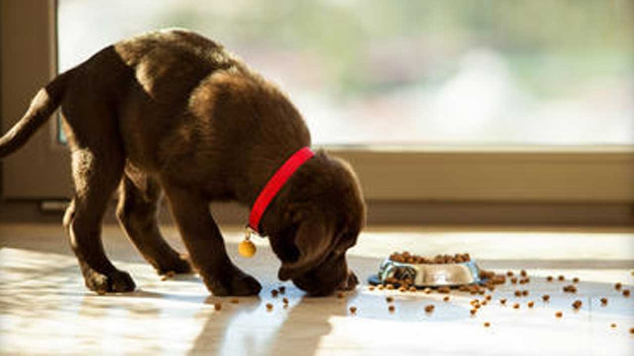 Dog Food Recalled Over Potentially Toxic Levels Of Vitamin D, FDA Says