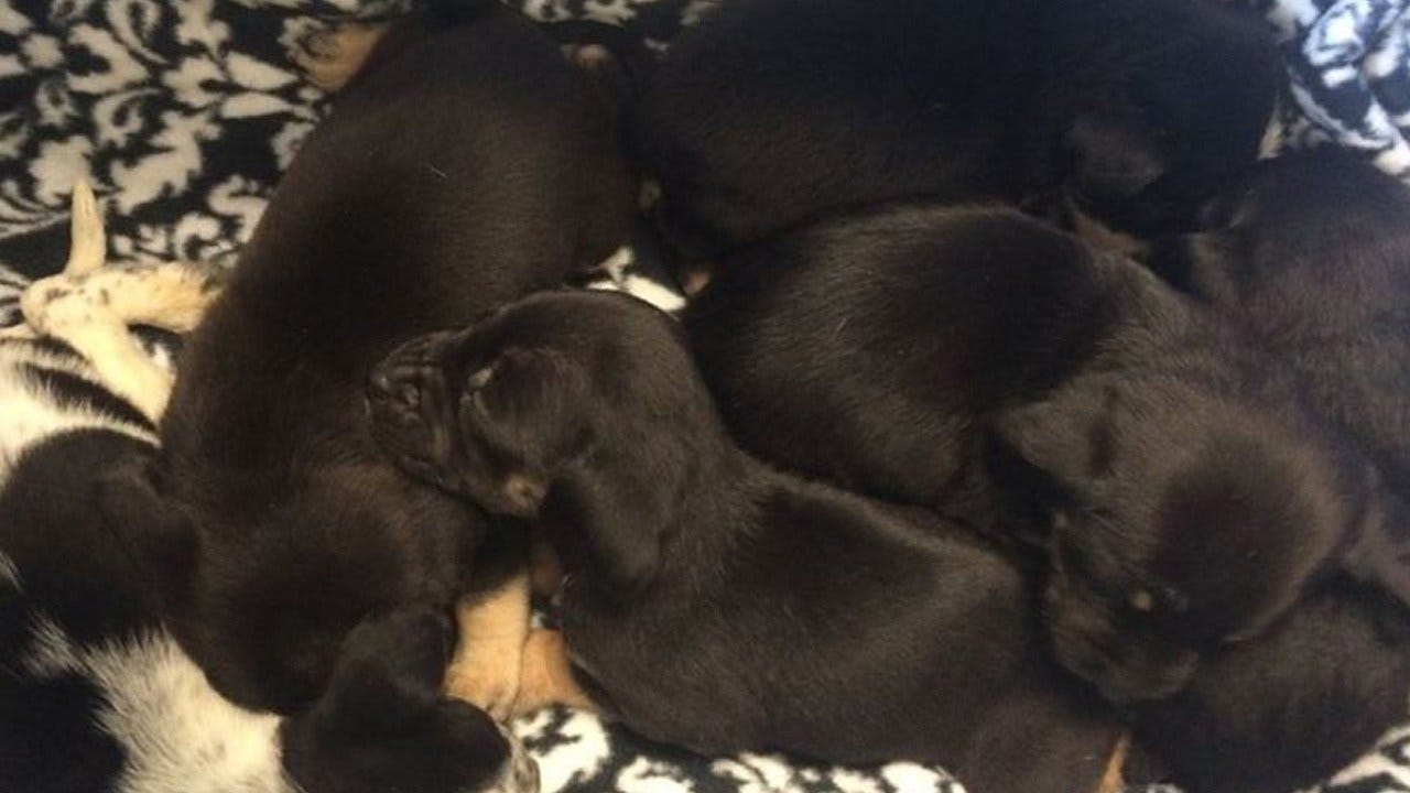 Animal Welfare Rescues Puppies Left In Extreme Cold