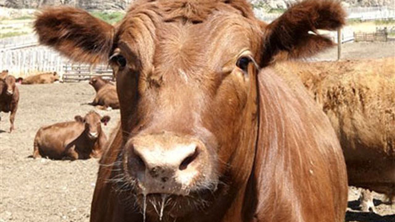 Crews Rescue Cow From Icy Pond Near Newalla
