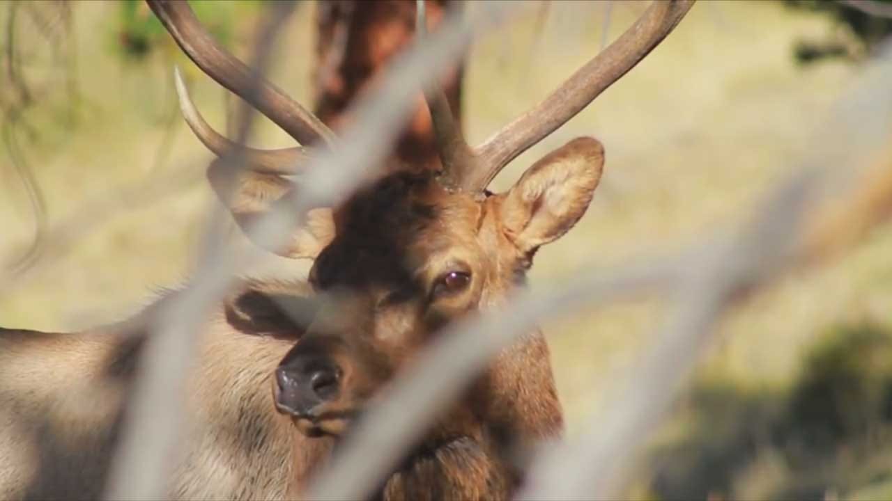 Suspect Accused Of Oklahoma Elk Hunting Scam
