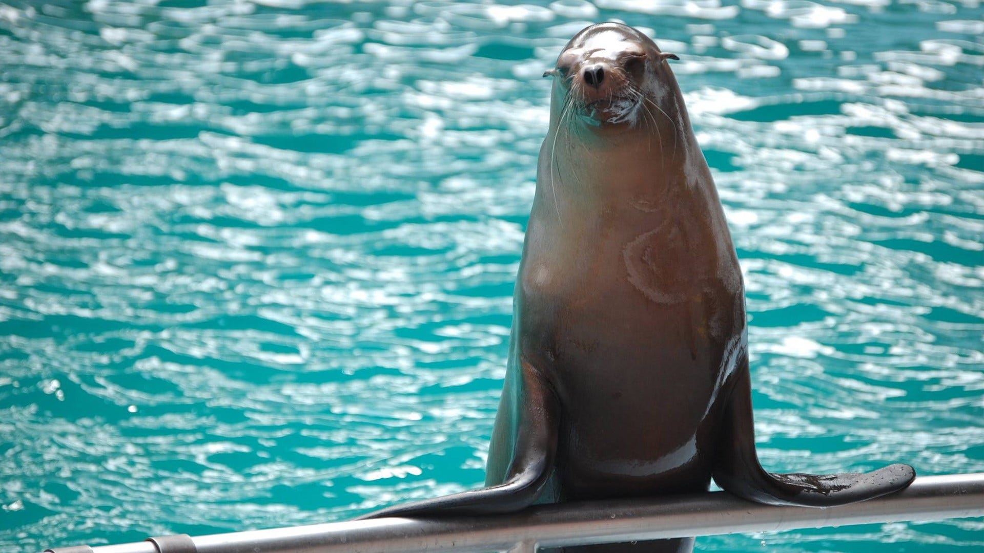 Zoo Offering Free Sea Lion Presentations This Weekend