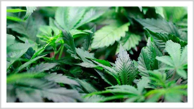 Tulsa County Judge Makes Ruling On Medical Marijuana Lawsuit