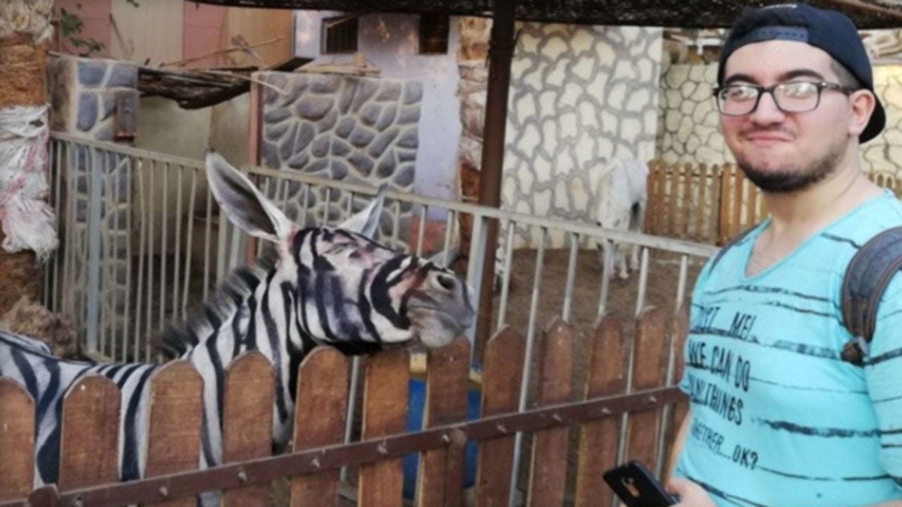 Egyptian Zoo Accused Of Painting Donkeys To Look Like Zebras