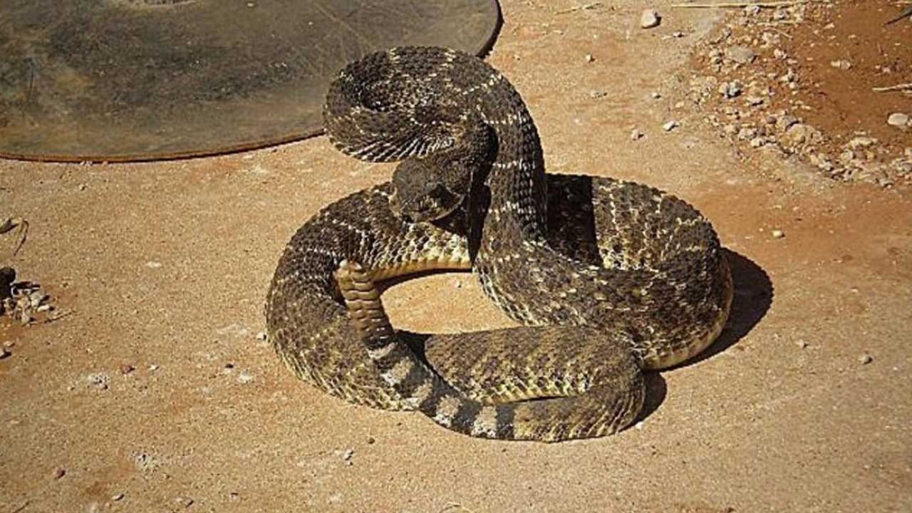 Severed Rattlesnake Head Bites Man Who Decapitated It