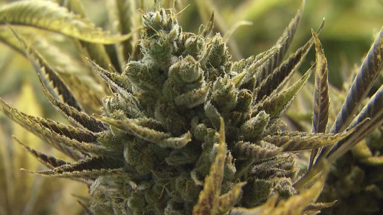 News 9 Polls Show Medical Marijuana Still Has Strong Support