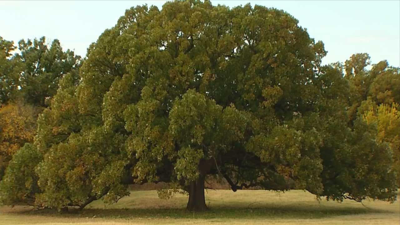 OKC Hopes To Help Preserve Historic Tree With New Park