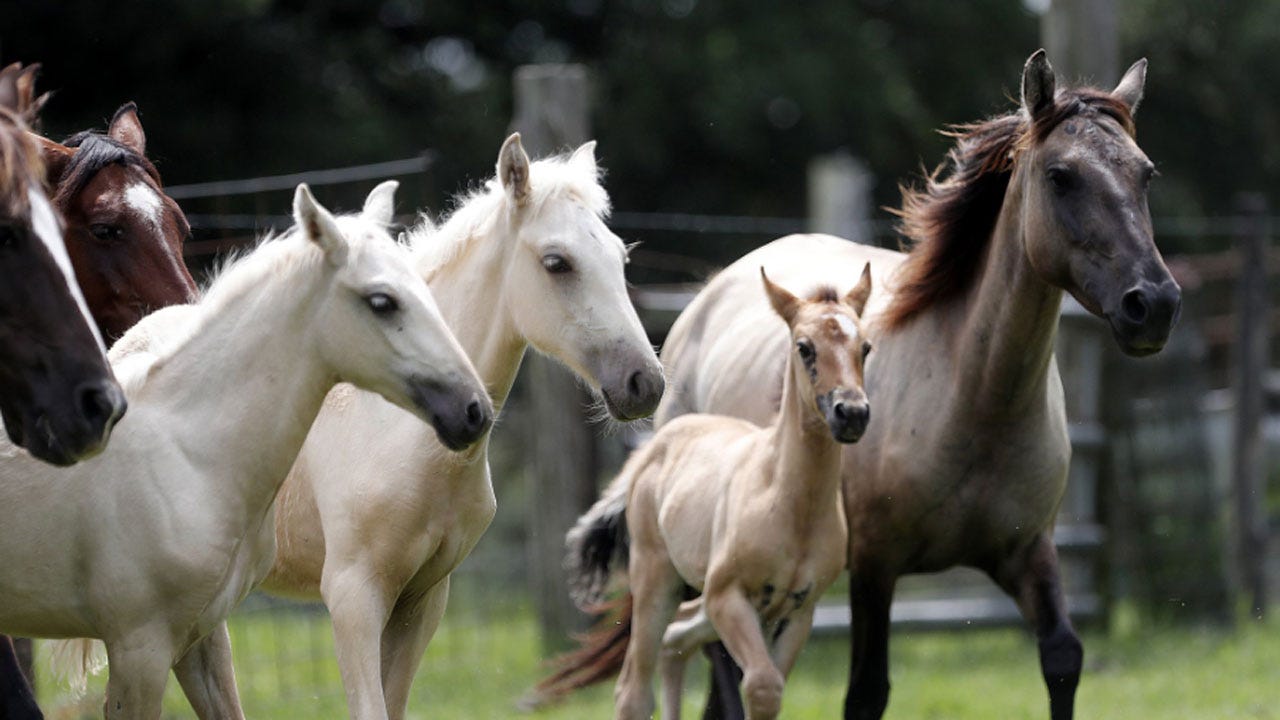 Oklahoma’s Choctaw Horses Connect To Mississippi