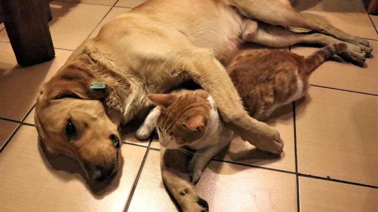 House Bans Eating Of Cats, Dogs