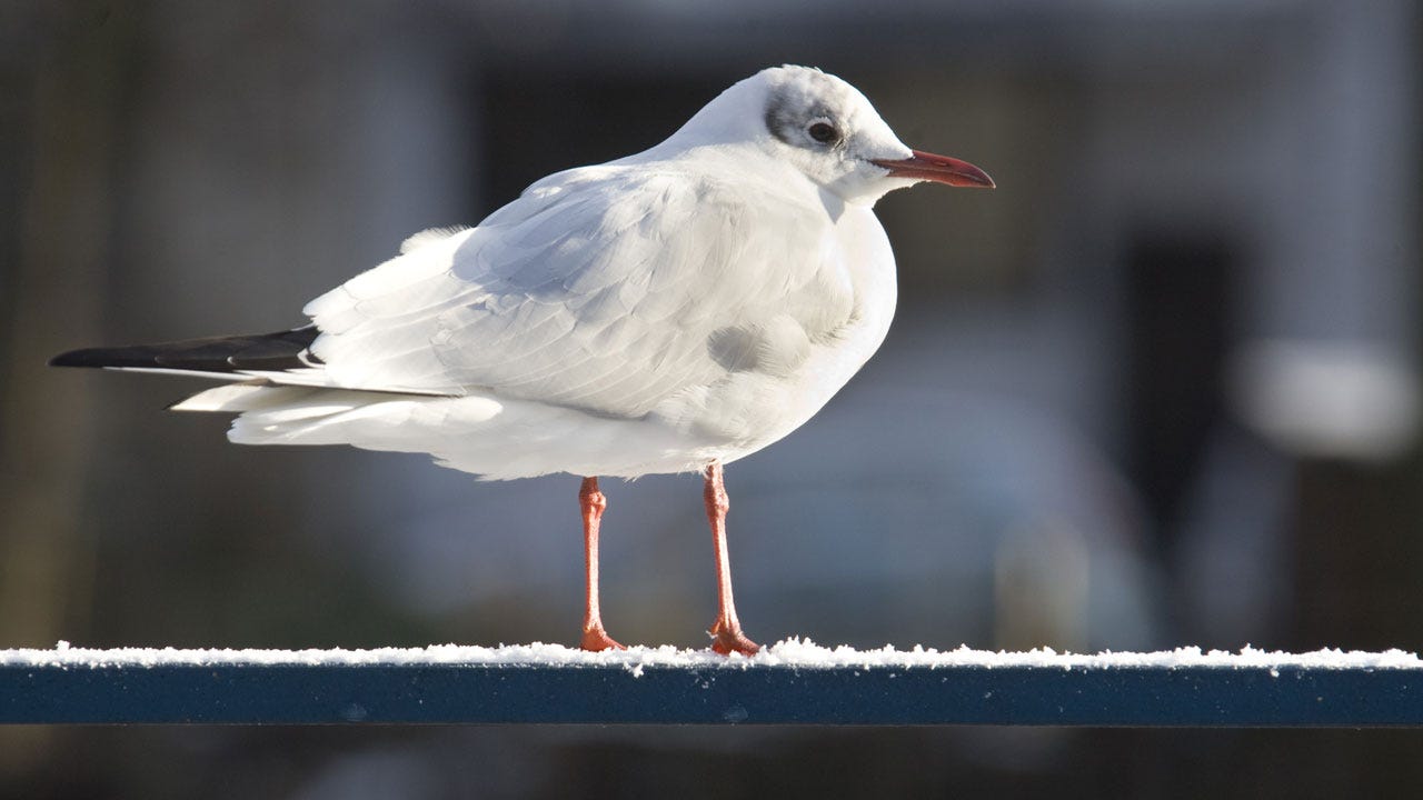 Man Fined $124 For Kicking Seagull That Ate Cheeseburger