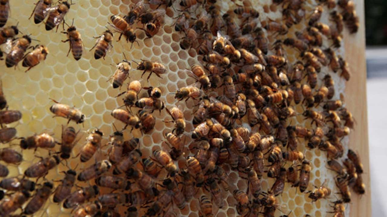 Four Small Bees Found Living In A Woman's Eye